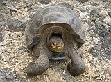 Galapagos 5-1-05 Puerto Ayora Darwin Research Station Tortoise With Saddle Shell At the Darwin Research Station we were able to see the Galapagos tortoise whose enormous saddle-shaped shell gave the islands their name. The Spanish word 'galapago' means 'saddle'. This saddle-shaped species of tortoise evolved so it could stretch its neck to eat high vegetation.